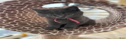 British Shorthair cats for sale: Bella,s British Shorthairs 🐾🩷🩵 - Advert 10