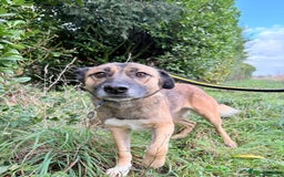 Mixed Breed dogs for adoption: Amelia - Daventry Northamptonshire  - Advert 2