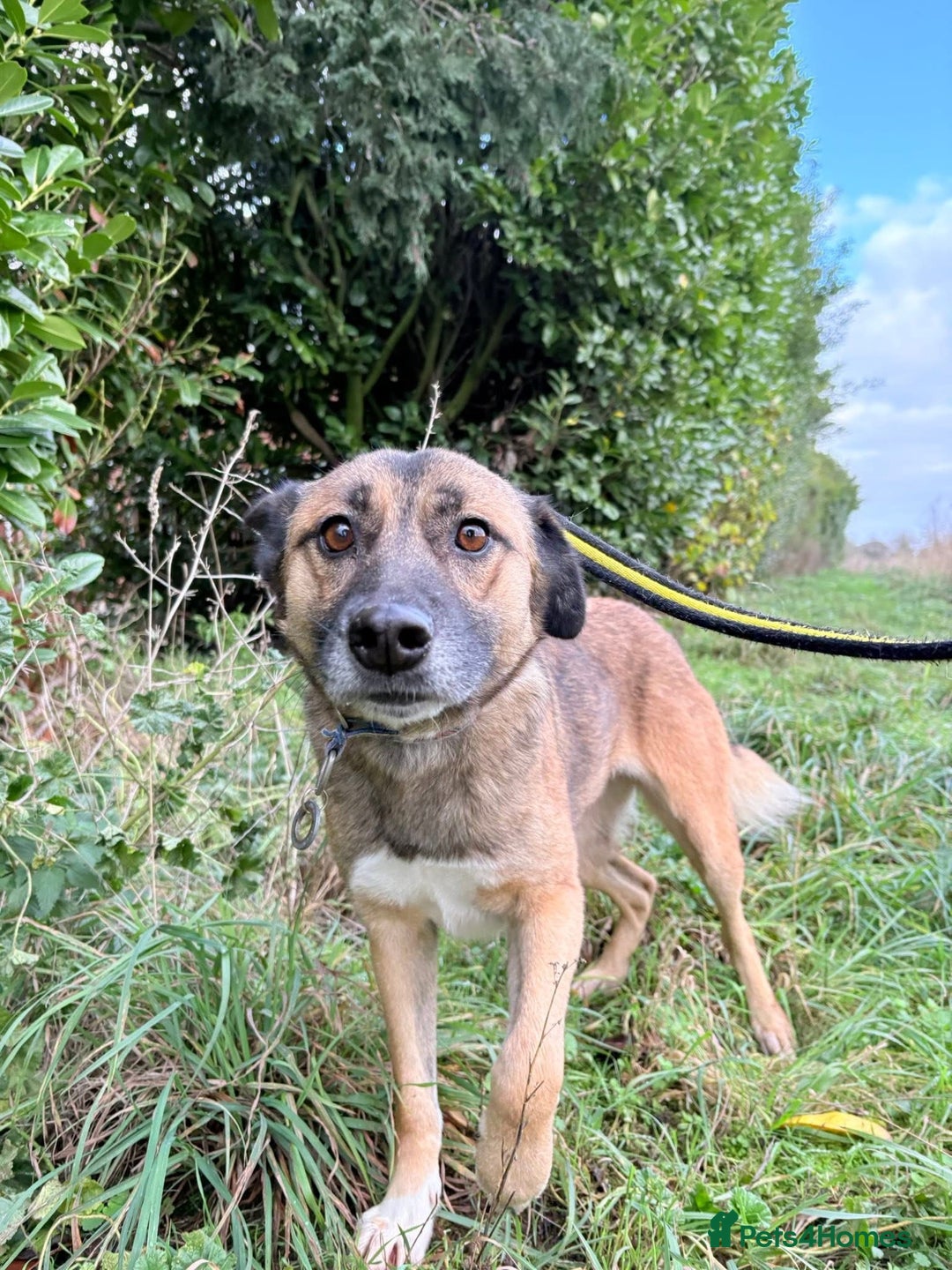 Mixed Breed dogs for adoption: Amelia - Daventry Northamptonshire  - Advert 2