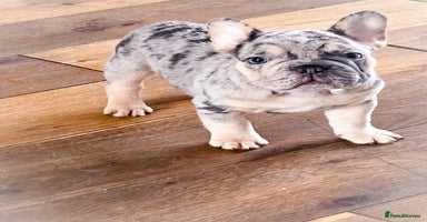 French Bulldog dogs - Advert 2