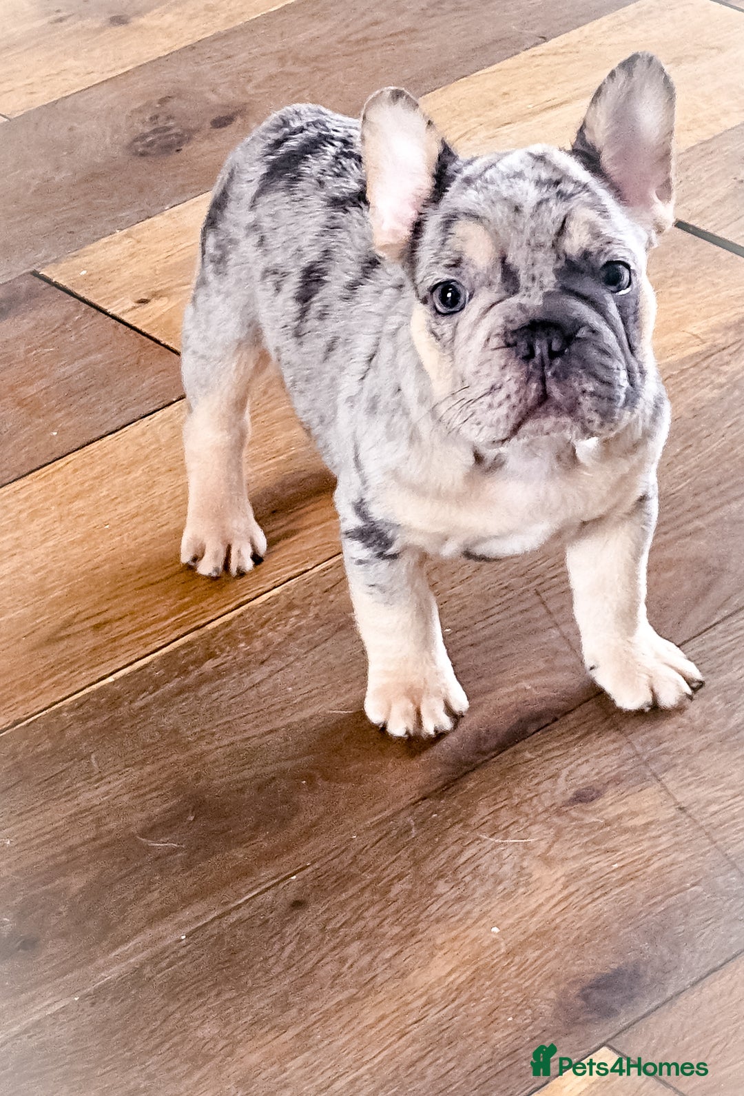 French Bulldog dogs for sale: Five star 🌟 Homes needed  - Image 2