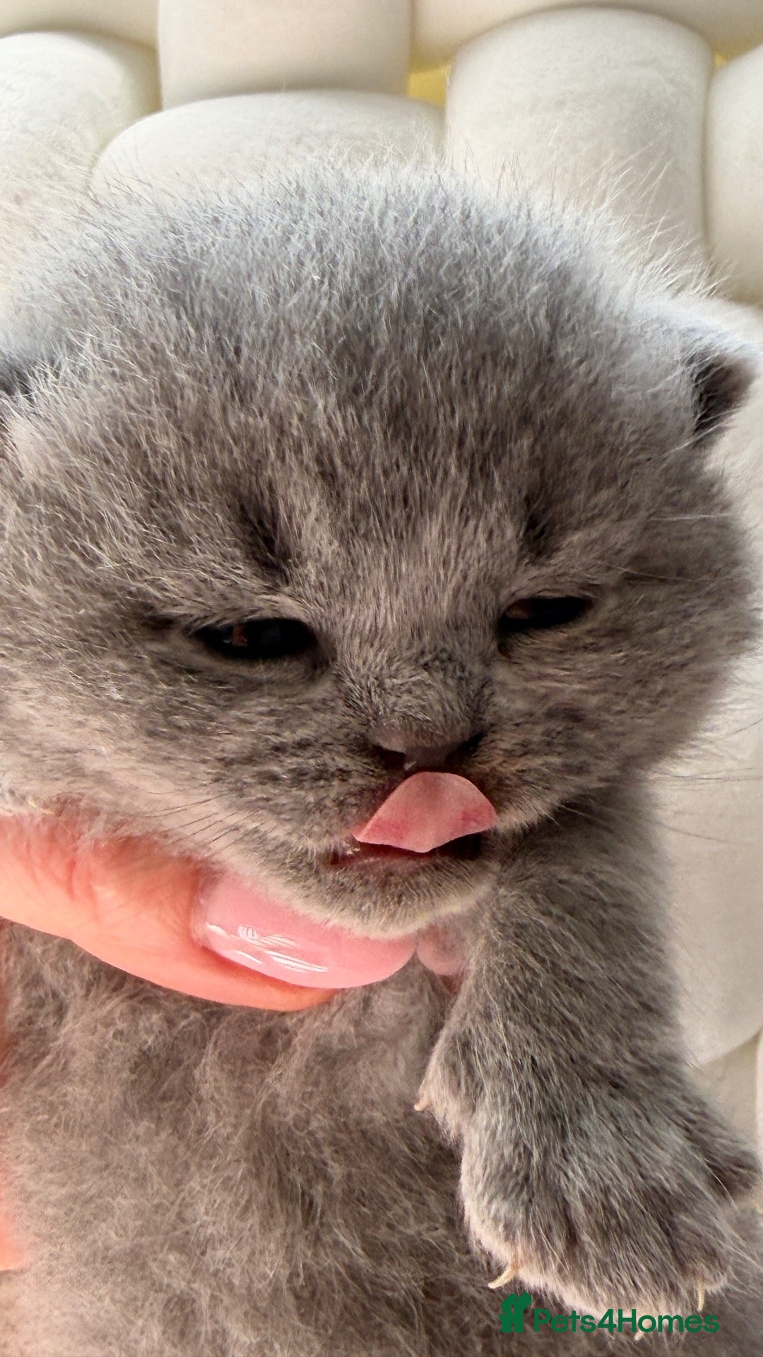 British Shorthair cats 🏆Champions line🏆BSH Kittens Tica reg  - Advert 2