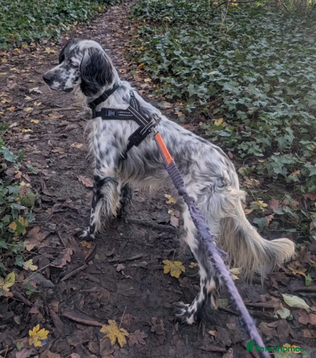English Setter dogs for adoption: Korro - Advert 14