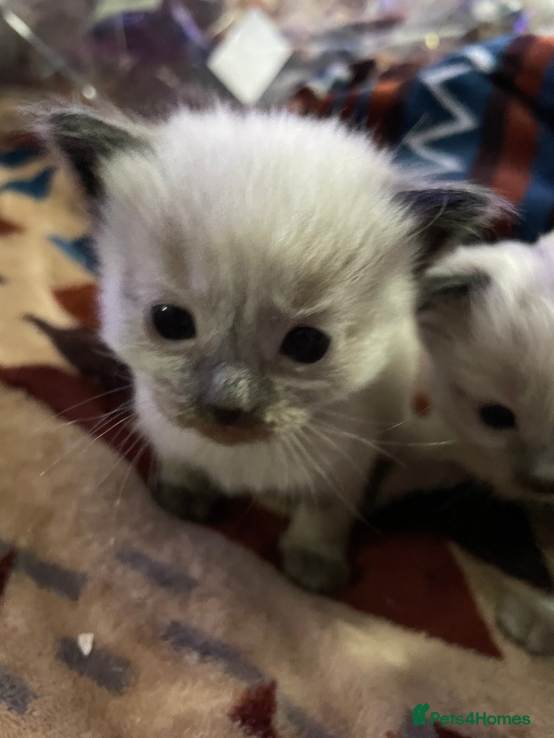 Ragdoll cats for sale: Ragdoll Bluepoint/sealpoint - Advert 7
