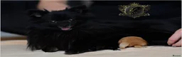 Pomeranian dogs for sale: MINIATURE CHAMPION LINES POMERANIANS - Advert 3