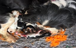 Cavalier King Charles Spaniel dogs for sale: Cavalier Pups  - Image 5