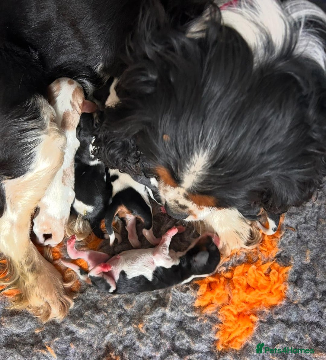 Cavalier King Charles Spaniel dogs for sale: Cavalier Pups  - Image 5