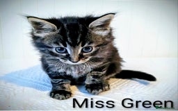 Bengal cats for sale: Beautiful Bengal x Mainecoon moggies - Image 11
