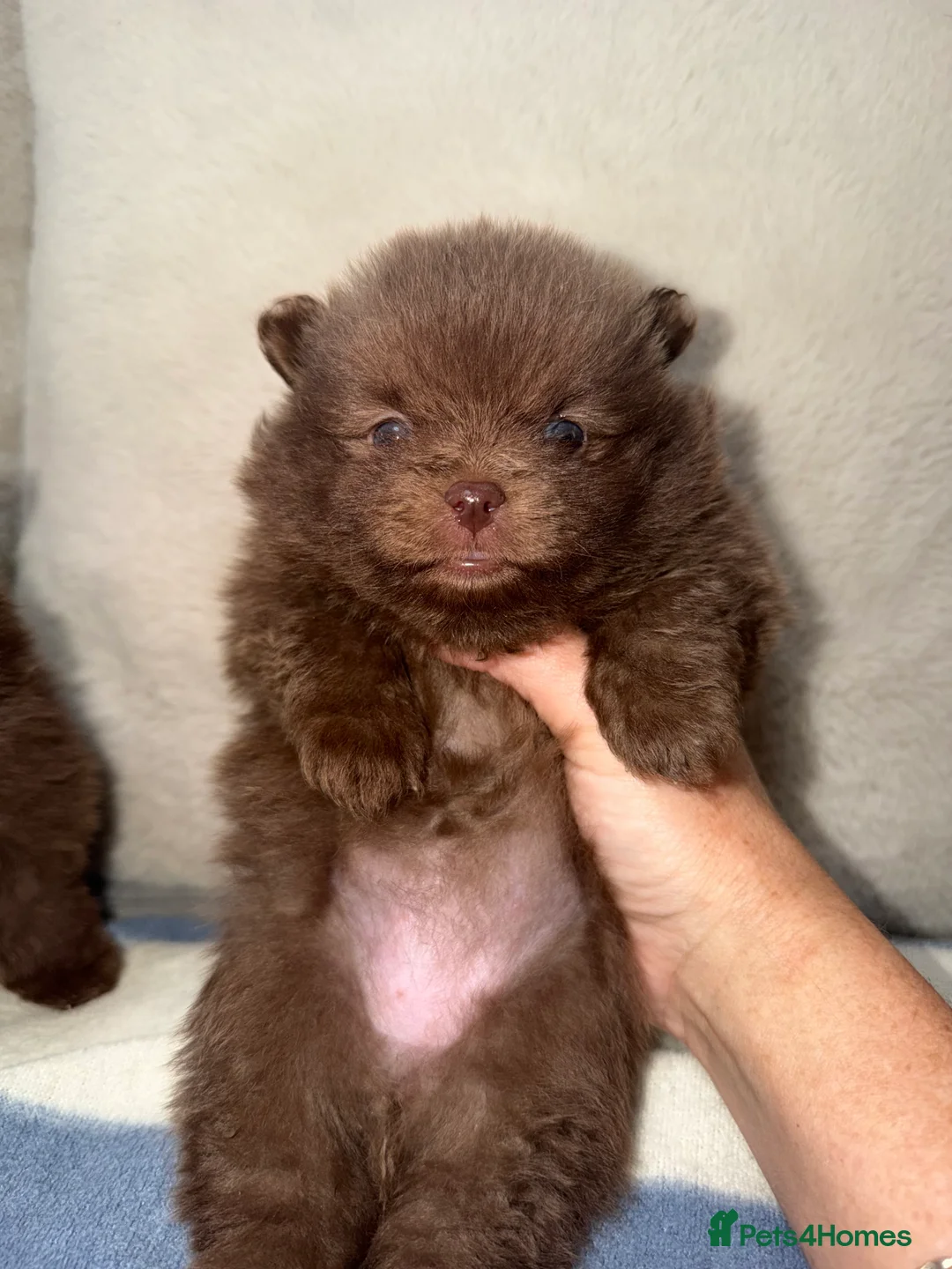 Pomeranian dogs for sale: 🍫🍫🤎CHOCOLATE POMERANIANS🤎🍫🍫 - Advert 1