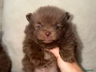 Pomeranian dogs 🍫🍫🤎CHOCOLATE POMERANIANS🤎🍫🍫 - Advert 6
