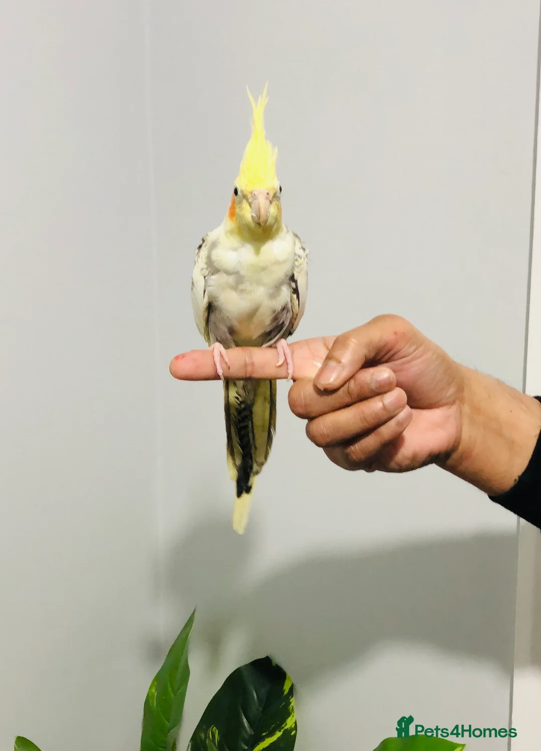 Cockatiels birds for sale: Beautiful Colours Hand tamed cocktails for sale. - Advert 7