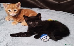 Mixed Breed cats for sale: Amazing, beautiful kittens 3 boys, 2 girls - Image 38