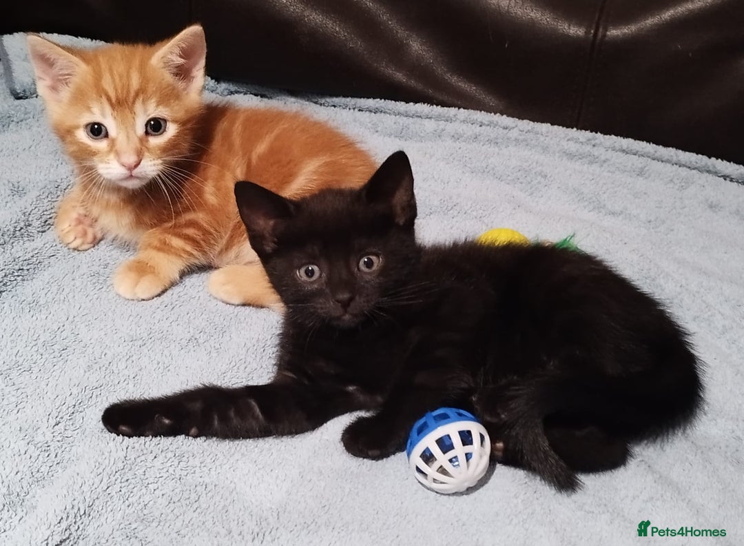 Mixed Breed cats for sale: Amazing, beautiful kittens 3 boys, 2 girls - Image 38