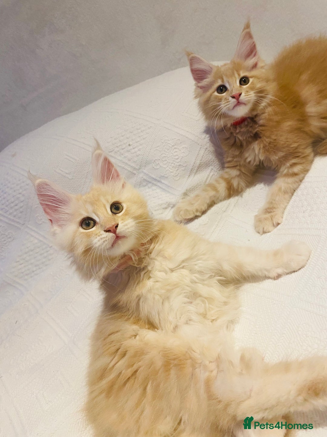Maine Coon cats for sale: Purebred Maine Coon kittens - Advert 4