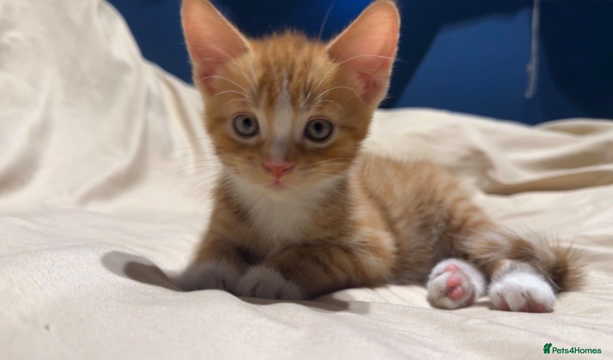 Mixed Breed cats Male ginger kitten for sale  - Advert 1