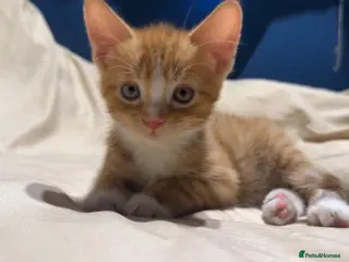 Mixed Breed cats Male ginger kitten for sale - Advert 1