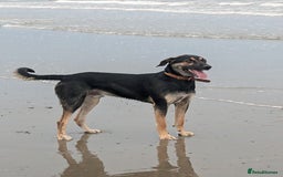 Huntaway dogs for sale: 11 Month old Huntaway - Image 1