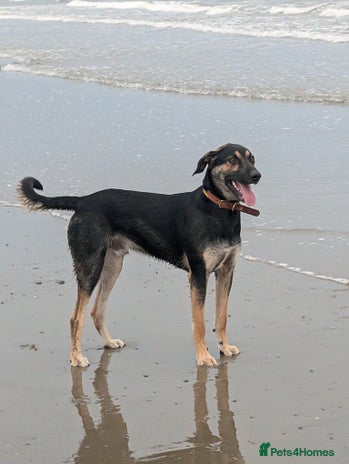 Huntaway dogs - Advert 1