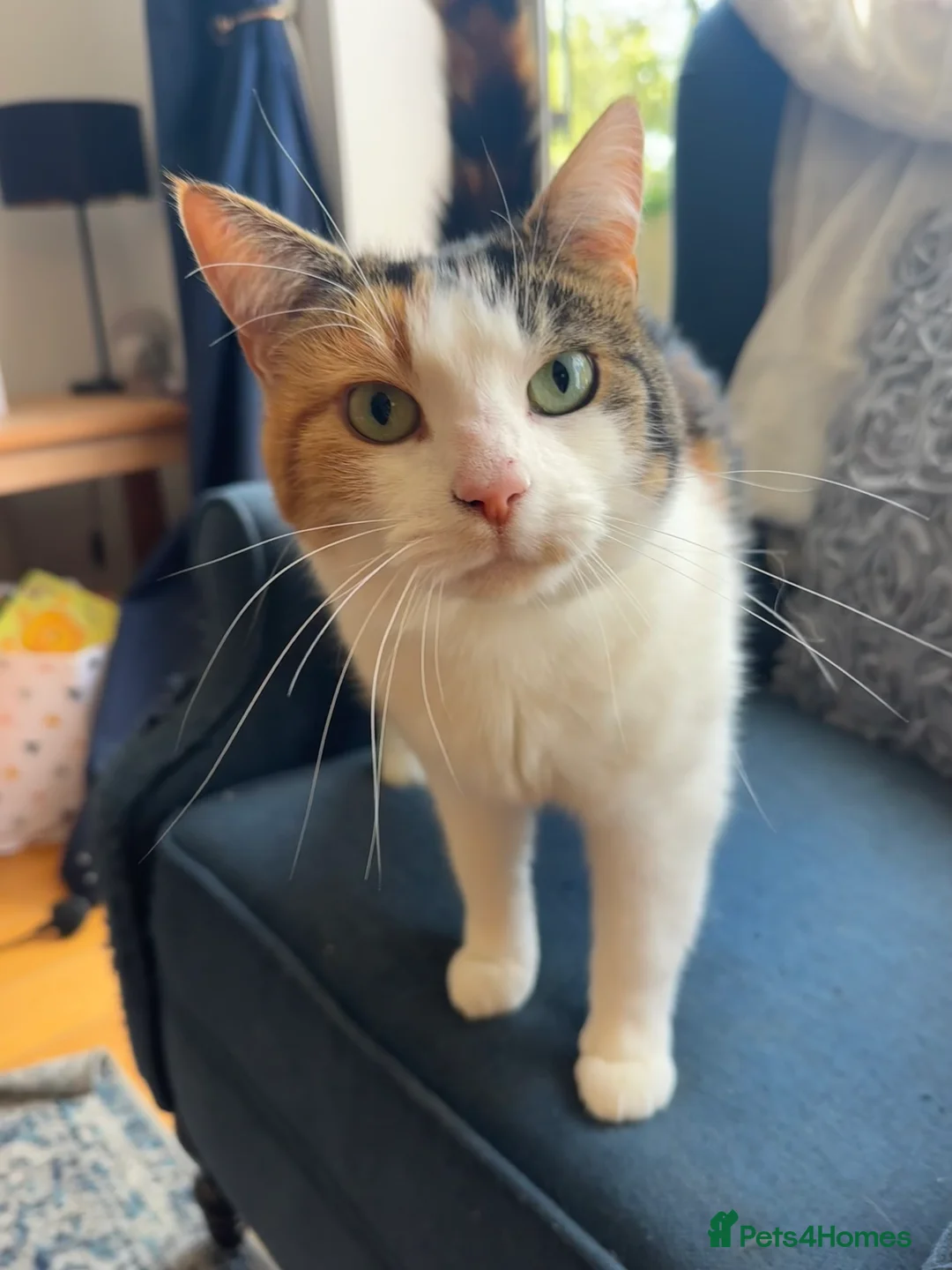 Mixed Breed cats for sale: Maine coon cross sisters  - Advert 8