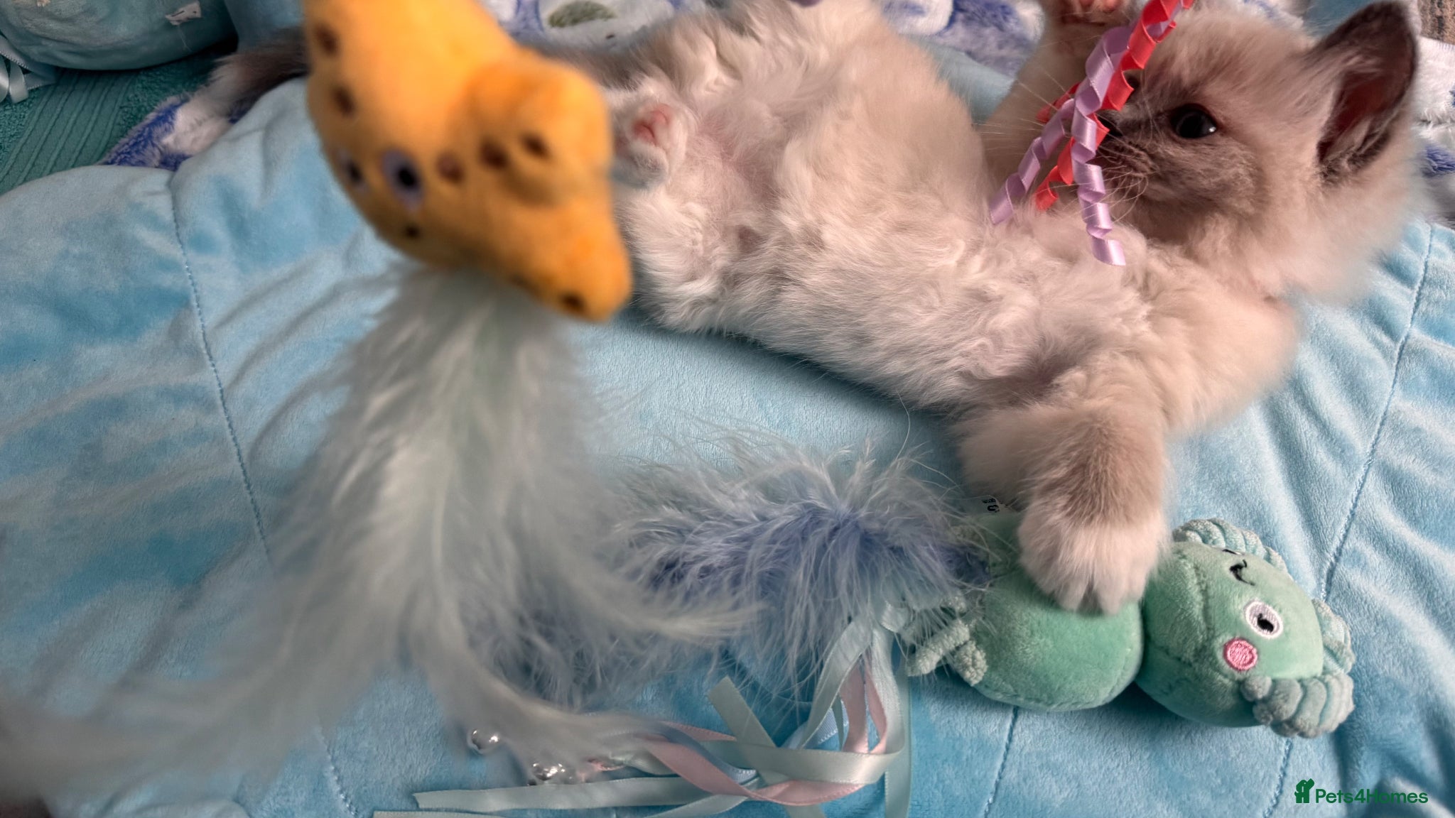 Ragdoll cats for sale: Beautiful Blue Point Mitted Ragdoll Boy in Banbury - Advert 14