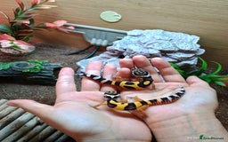 Leopard Gecko reptiles for sale: Baby leopard geckos  - Image 2