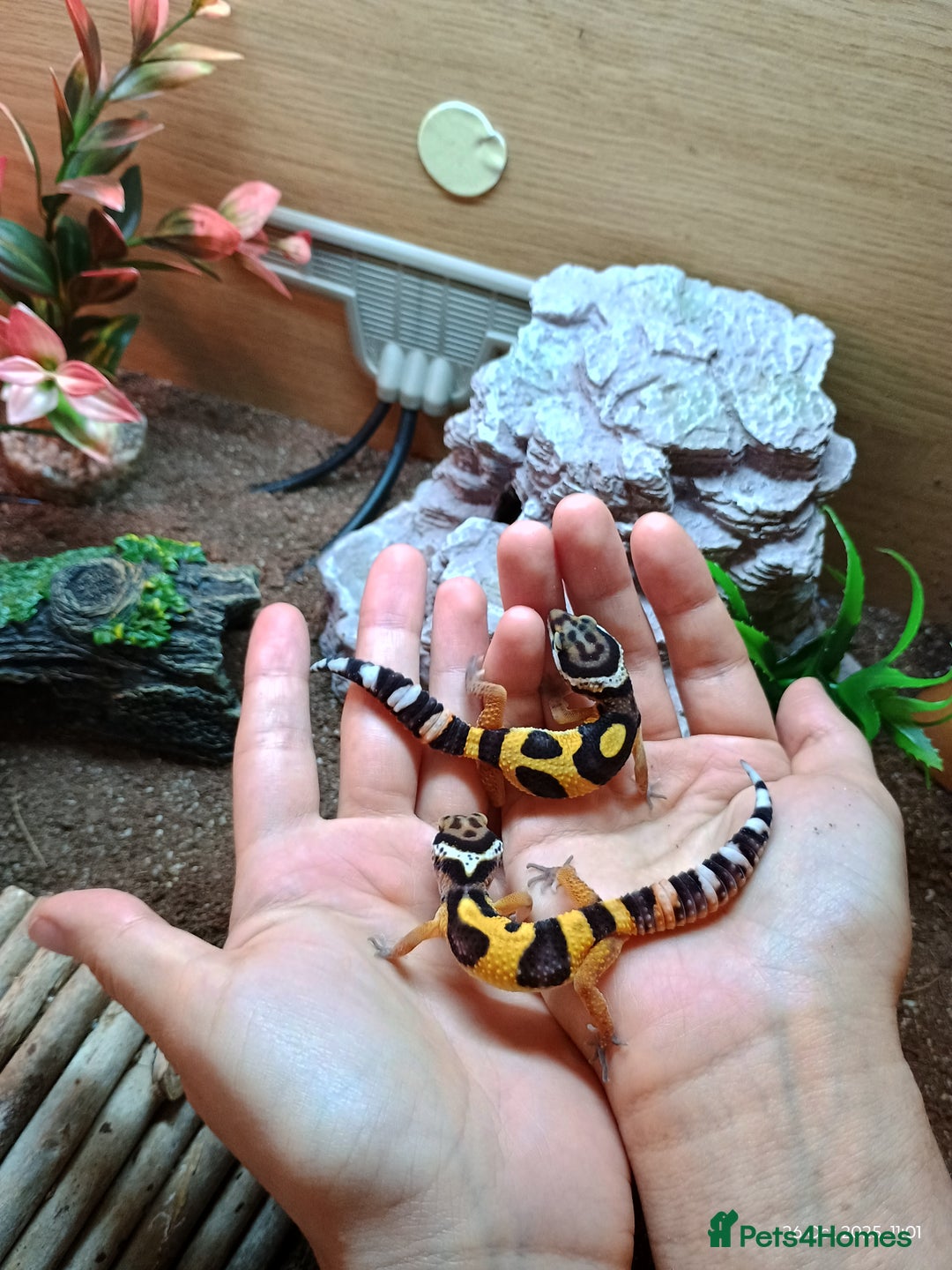 Leopard Gecko reptiles for sale: Baby leopard geckos  - Image 2