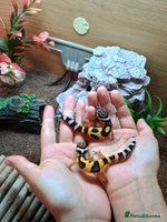 Leopard Gecko reptiles - Advert 1