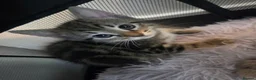Mixed Breed cats for sale: Kittens for sale blackpool  - Advert 14