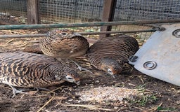Pheasants poultry for sale: lady amherst pheasant  - Image 11