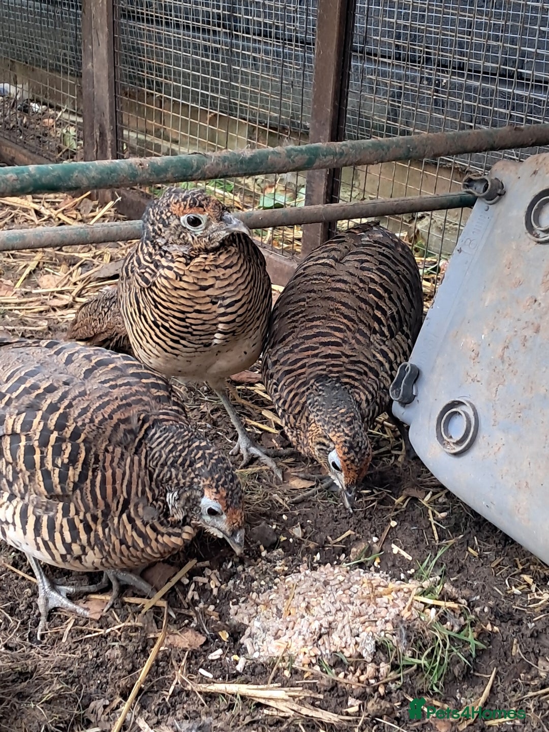 Pheasants poultry for sale: lady amherst pheasant  - Image 11