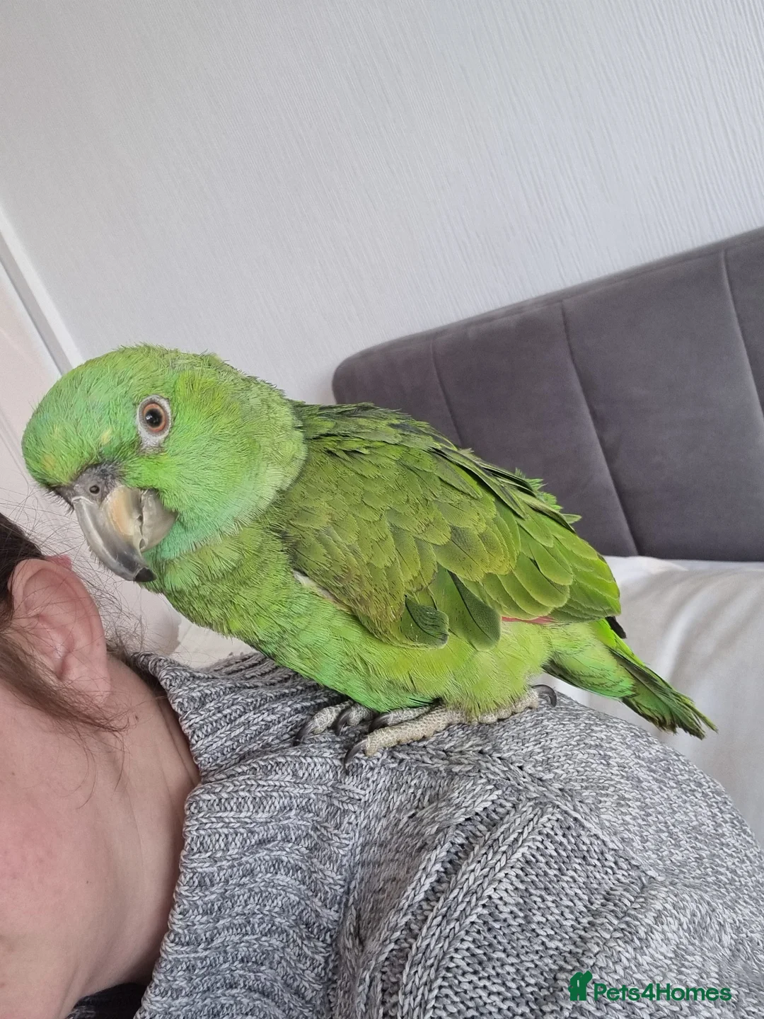 Parrots birds for sale: Yellow naped amazon, Tame parrot  - Advert 1