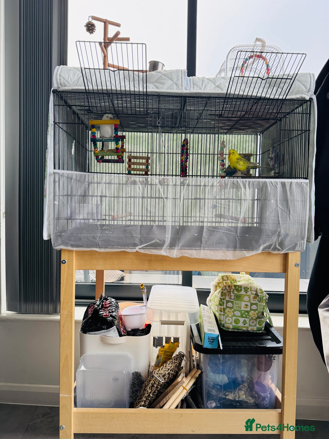 Budgerigars birds for sale: A couple burgies - Full Setup Included | £120 - Advert 7