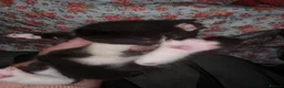 American Shorthair cats for sale: Cute kittens ready for new home  - Advert 5