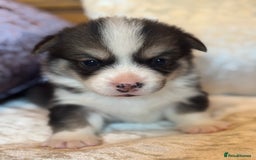 Welsh Corgi Pembroke dogs for sale: Pedigree, health tested parents, licensed breeder - Image 30