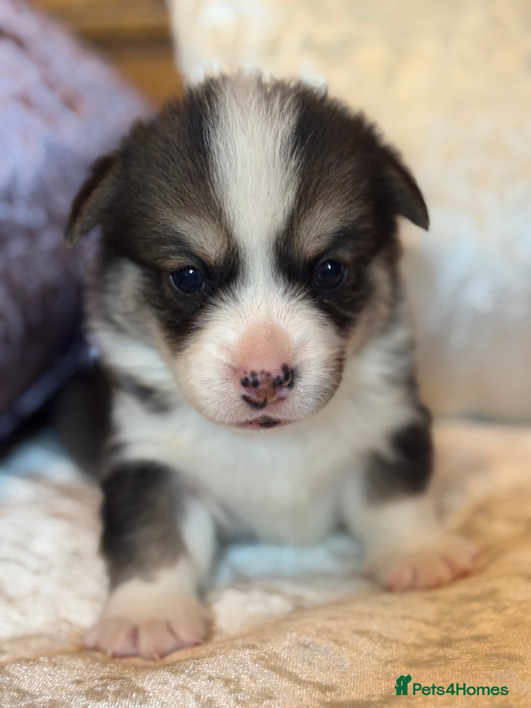 Welsh Corgi Pembroke dogs for sale: Pedigree, health tested parents, licensed breeder - Image 30