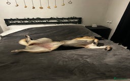 German Shepherd dogs for sale: 4 Year Old German Shepard Girl - Image 4