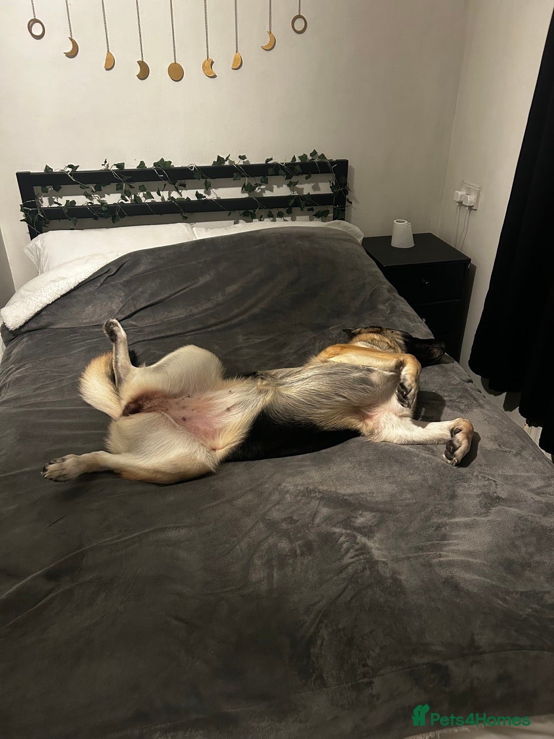 German Shepherd dogs for sale: 4 Year Old German Shepard Girl - Image 4