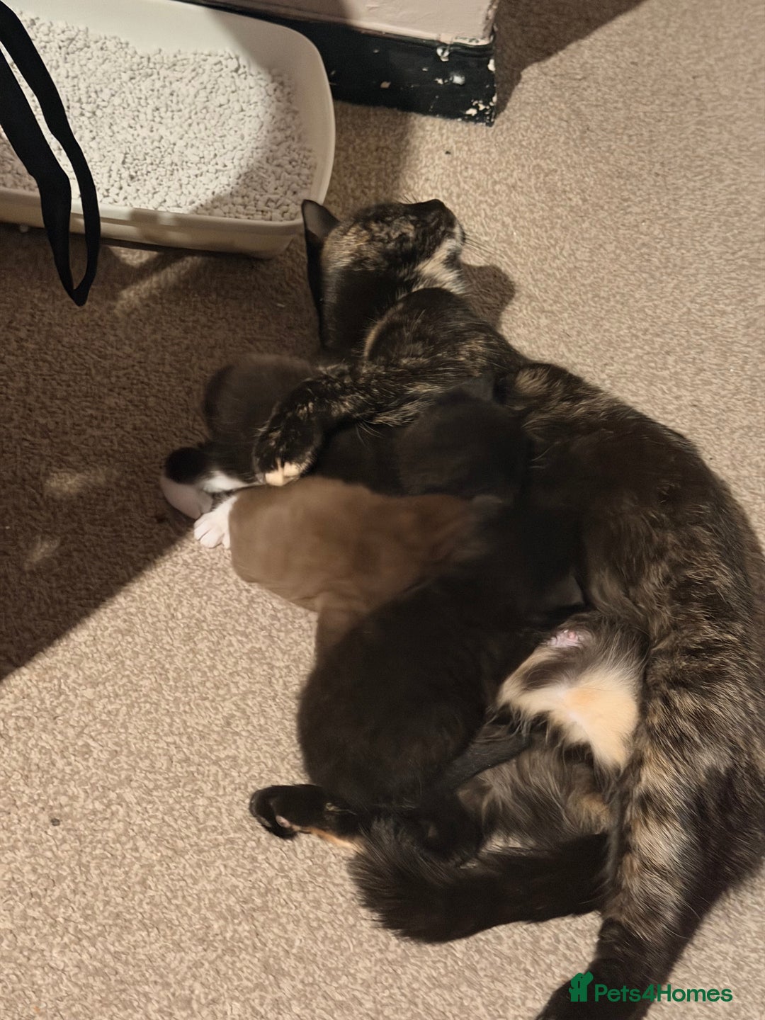 Scottish Fold cats for sale: Scottish Fold kittens  - Advert 9