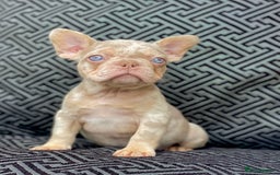 French Bulldog dogs for sale: Unique Pink/Fluffy French bulldogs READY - Image 4