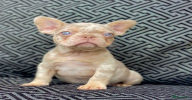 French Bulldog dogs - Advert 13
