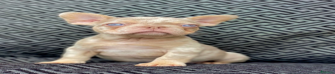 French Bulldog Puppy 1
