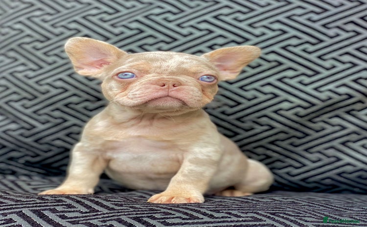 French Bulldog dogs - Advert 7
