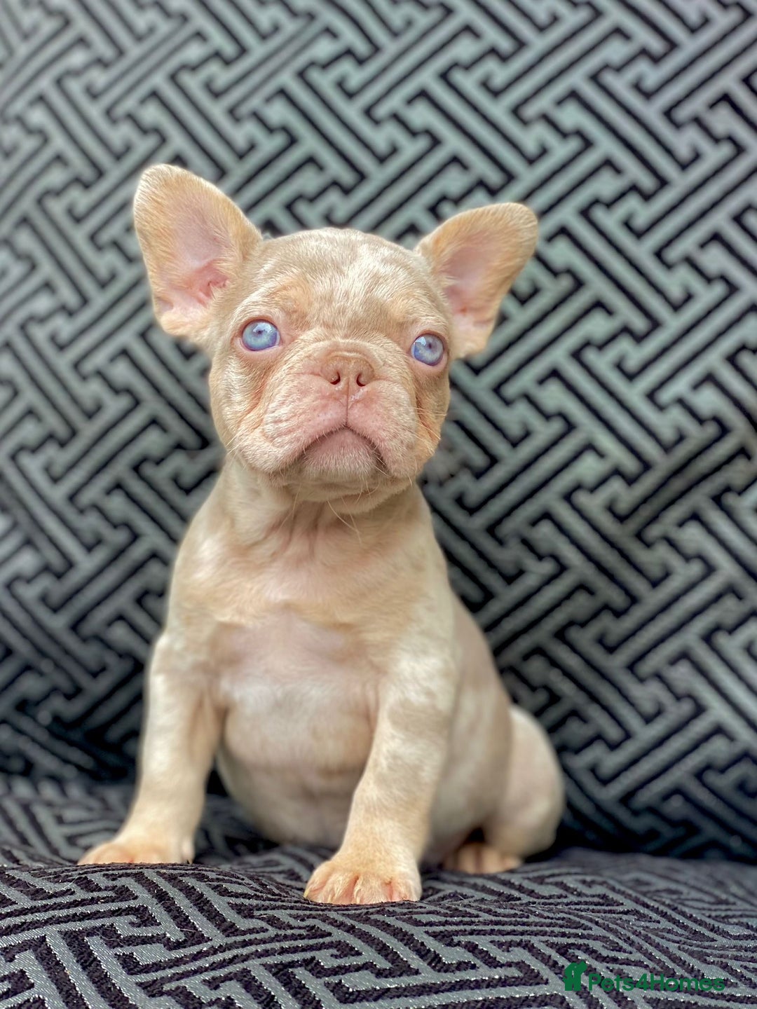 French Bulldog dogs for sale: Unique Pink/Fluffy French bulldogs READY - Image 4