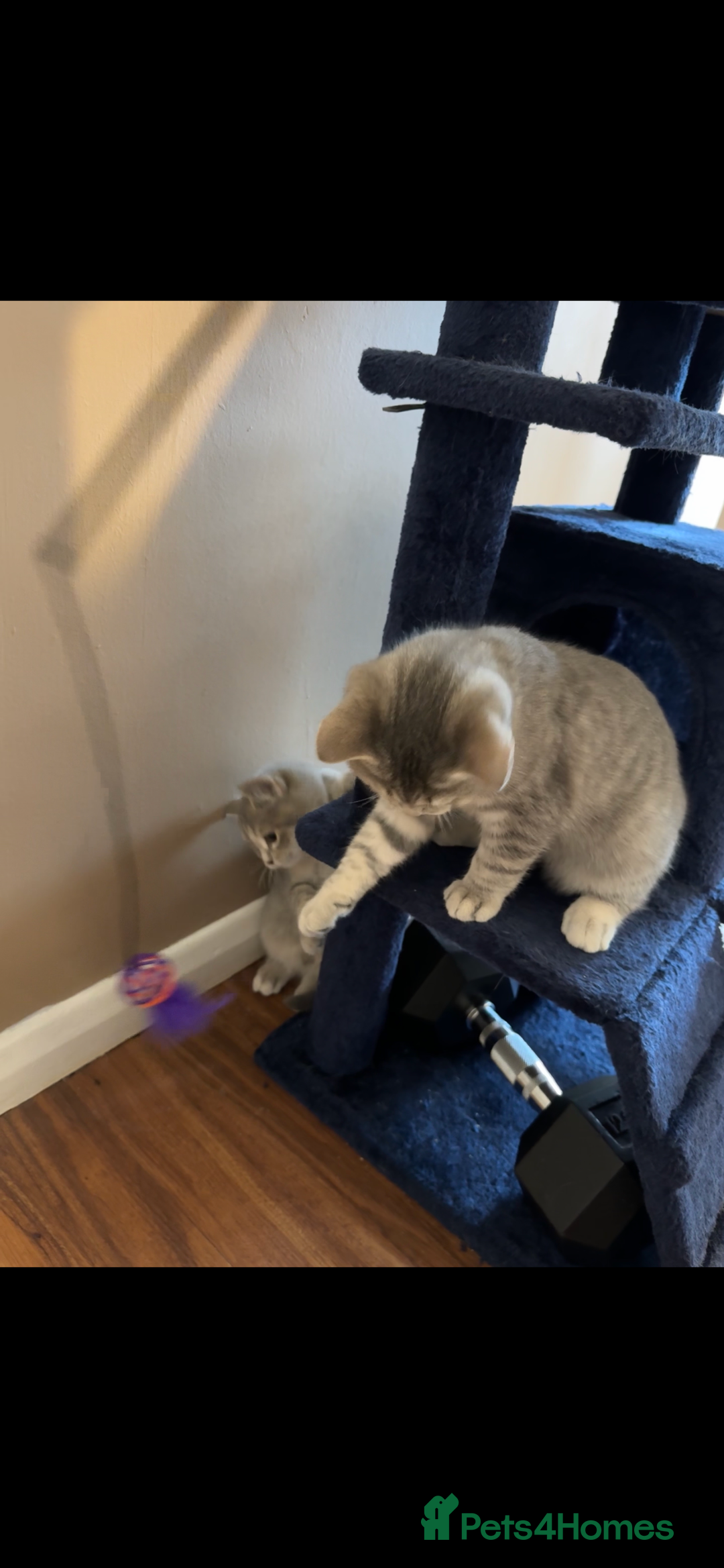 British Shorthair cats for sale: Beautiful British Shorthair Kittens - Ready Now - Advert 19