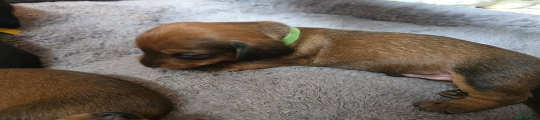 Rusty Green Collar