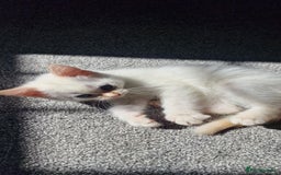 Mixed Breed cats for sale: Only one beautiful kitten remaining! - Image 1