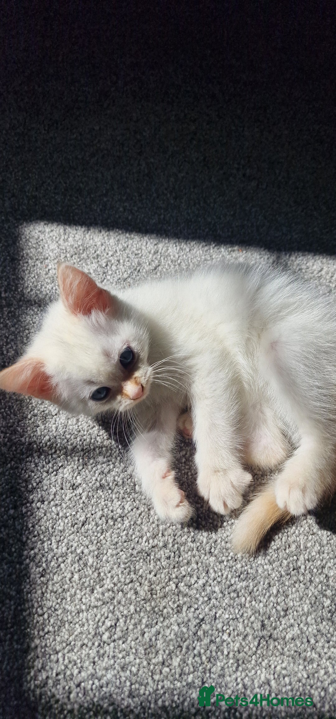 Mixed Breed cats for sale: Only one beautiful kitten remaining! - Image 1