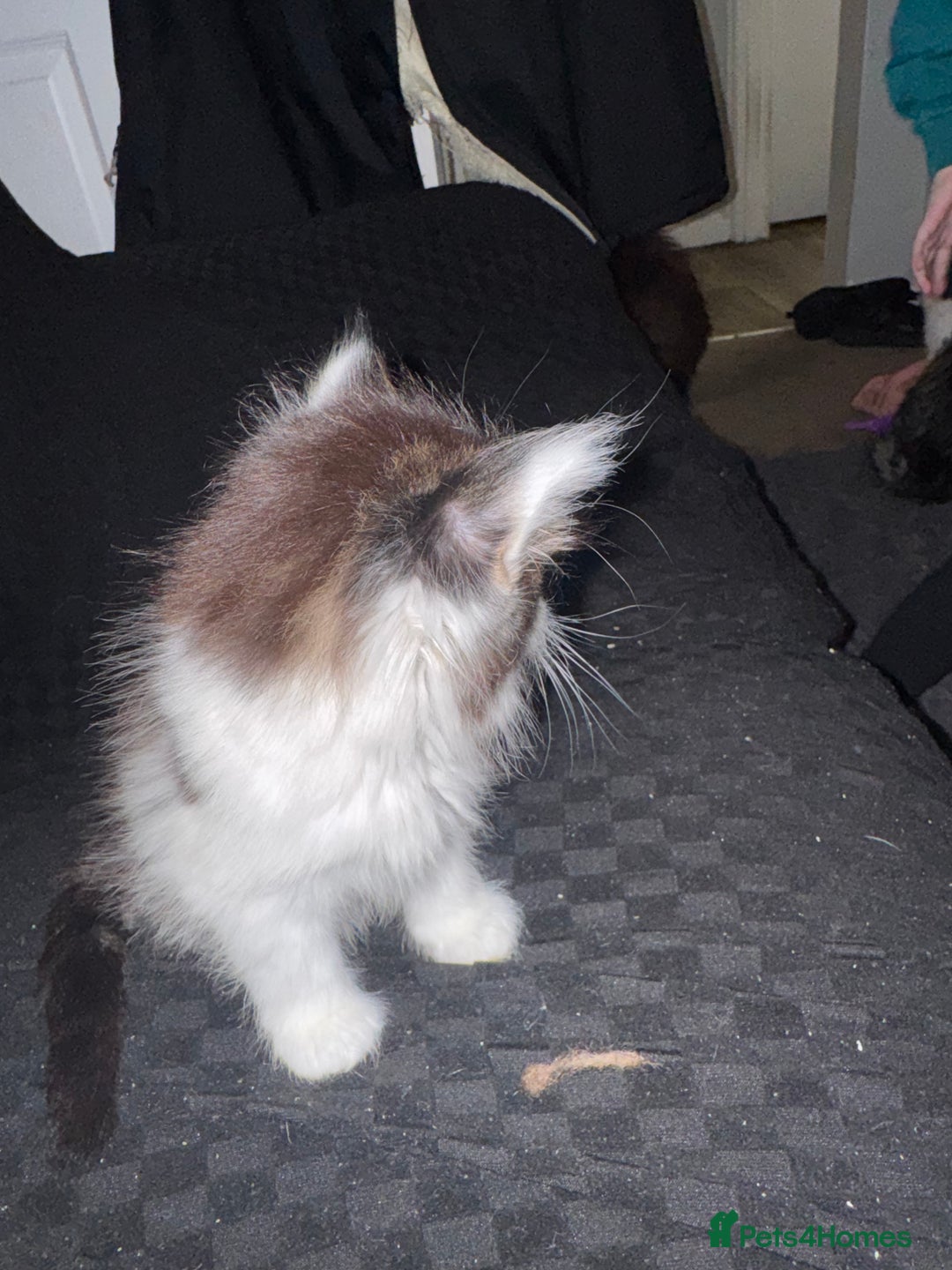 Mixed Breed cats for sale: Part Maine coon kittens - Advert 2