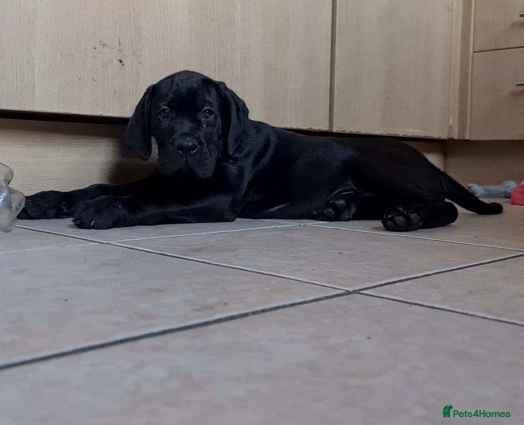 Cane Corso dogs for sale: READY TO LEAVE! OUTSTANDING CANE CORSO PUPPIES! - Advert 11