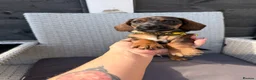 Dachshund dogs for sale: Ready now-1 Outstanding boy available🖤🐶❤️ - Advert 9